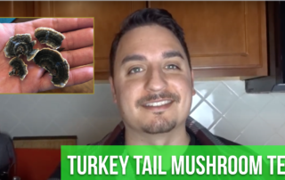 How to Make Turkey Tail Mushroom Tea