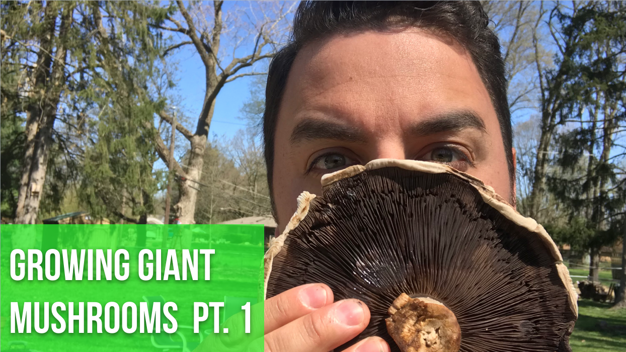 Growing Wine Cap Mushrooms (Part 1)